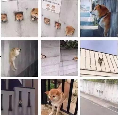 娱乐圈爆料50条狗,揭秘明星背后的狗血故事 第1张 娱乐圈爆料50条狗,揭秘明星背后的狗血故事 第1张