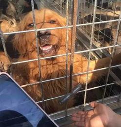 狗狗酋长爆料视频大全最新,揭秘萌宠界的神秘故事  第2张